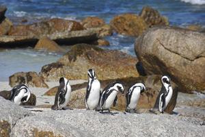 Sunway South Africa Boulders Beach Penguins Sunway South Africa Boulders Beach Penguins