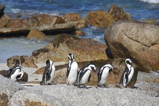 Sunway South Africa Boulders Beach Penguins Sunway South Africa Boulders Beach Penguins