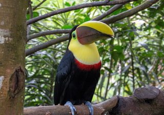 Costa Rica Toucan 2 Costa Rica Toucan 2