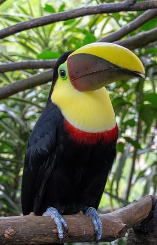 Costa Rica Toucan 2