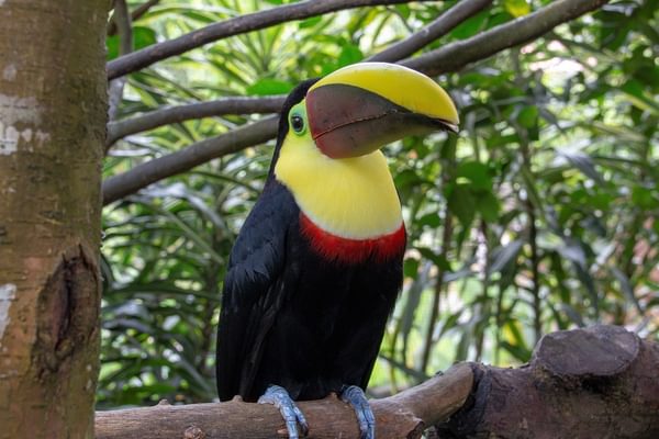 Costa Rica Toucan 2 Costa Rica Toucan 2