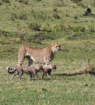Cheetah 4 Cheetah 4