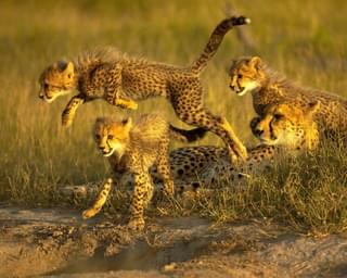 Cheetah Cubs Leaping1