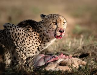 Cheetah In Kzn Copyright Alex Roldan Photography Ltd