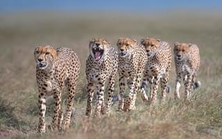 Cheetah In Masai Mara 2