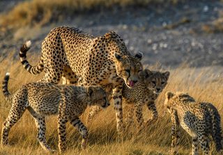 Cheetah In Serengeti Cheetah In Serengeti