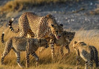 Cheetah In Serengeti