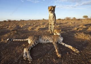 Cheetah Kalahari