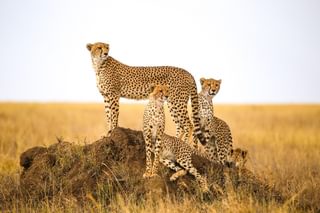 Cheetah Serengeti Cheetah Serengeti