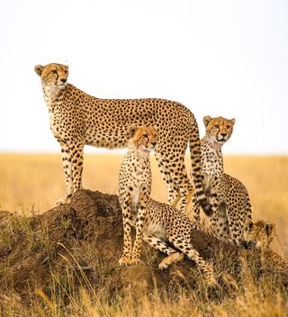 Cheetah Serengeti Cheetah Serengeti