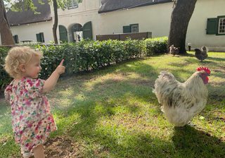 Chickens Boschendal Chickens Boschendal