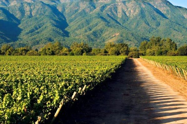 William Cole Vine Yard William Cole Vine Yard