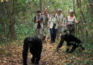 Chimpanzee Tracking 1 750X450