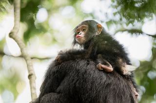 Chimpanzee Chimpanzee