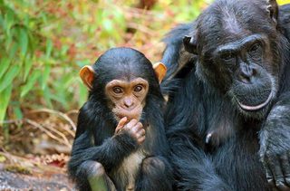 Chimps In Mahale