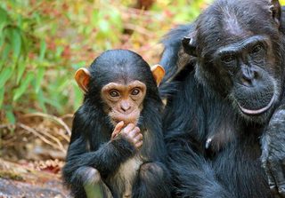 Chimps In Mahale Chimps In Mahale