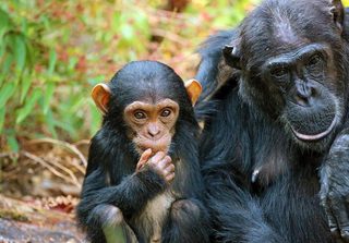 Chimps In Mahale