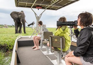 Chobe Elephants 2