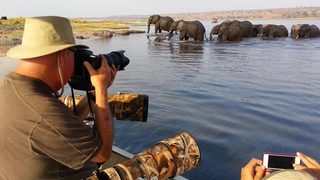 Chobe Elephants