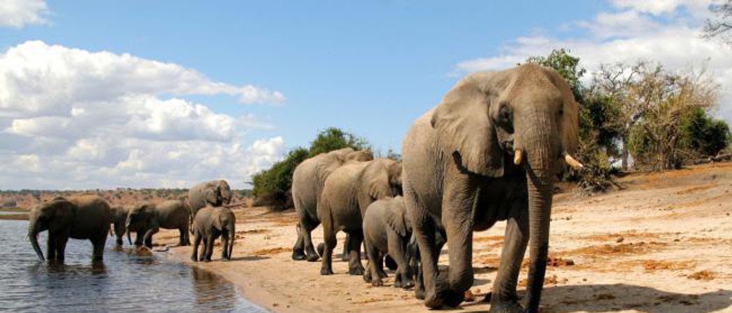 Chobe National Park