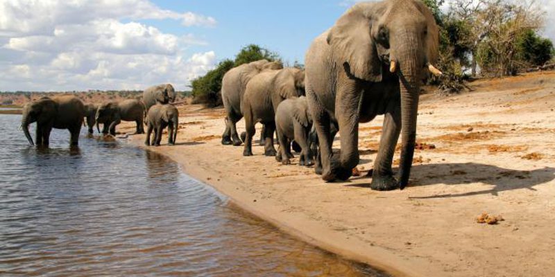 Chobe National Park Chobe National Park