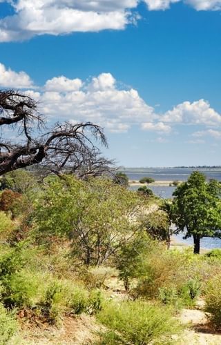 Chobe River