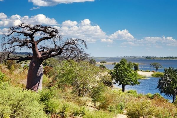 Chobe River Chobe River