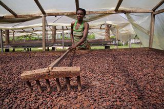 Cocoa 0350 Cocoa 0350