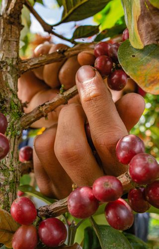 Coffee berries hand min