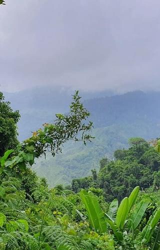 Colombia jungle min