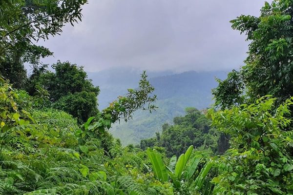 Colombia jungle min Colombia jungle min