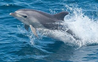 Common Bottle Nose Dolphin