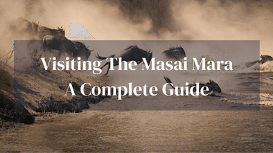 Complete Guide To Masai Mara