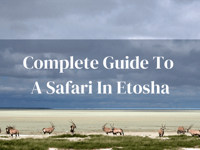 Complete Guide To Safari In Etosha