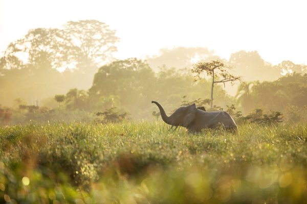 Forest elephant in the light Classic Portfolio Kamba Congo Forest elephant in the light Classic Portfolio Kamba Congo