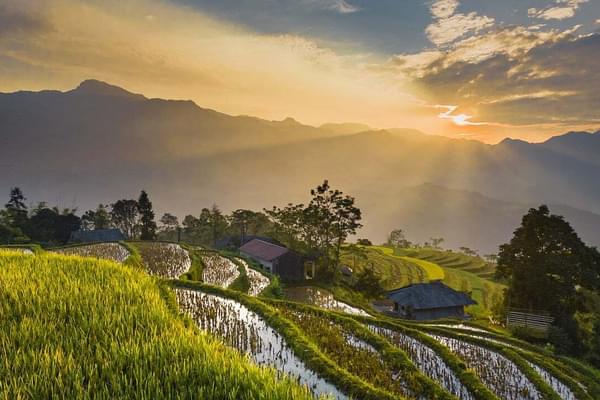 Rice fields vietnam with sunset pixabay Rice fields vietnam with sunset pixabay