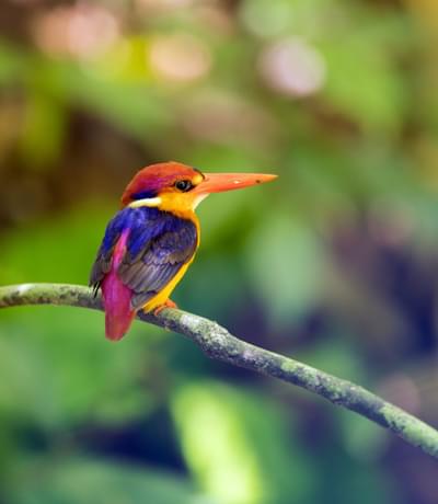 Oriental dwarf kingfisher Borneo
