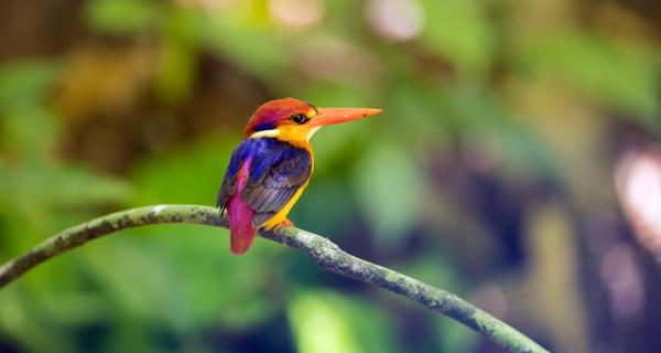 Oriental dwarf kingfisher Borneo