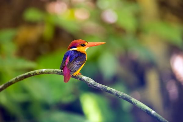 Oriental dwarf kingfisher Borneo Oriental dwarf kingfisher Borneo