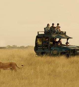 Deep Kalahari Lion