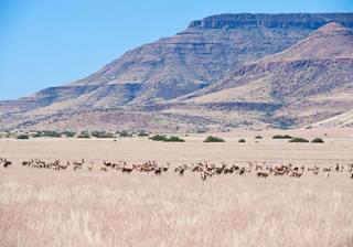 Desert  Rhino  Camp Landscape