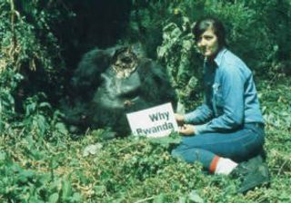 Dian Fossey Campaigns To Protect Gorillas