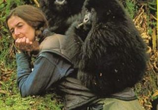 Dian Fossey Friend To Gorillas Dian Fossey Friend To Gorillas