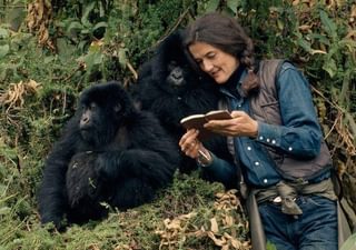 Dian Fossey Gorilla 3 Dian Fossey Gorilla 3