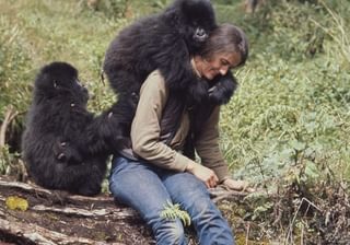 Dian Fossey With Young Gorillas Dian Fossey With Young Gorillas