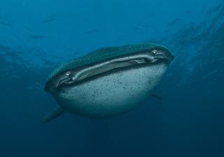 Dive With Whale Sharks Dive With Whale Sharks