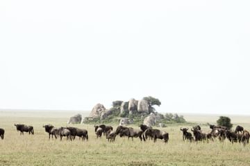 Dunia camp wildebeest Dunia camp wildebeest