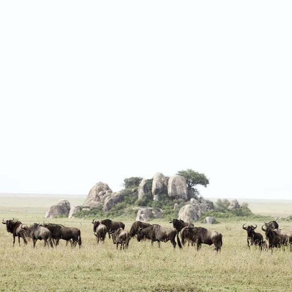 Dunia camp wildebeest
