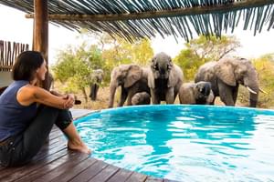 Elephanrs Come To Drink At The Lodge Pool Africa On Foot