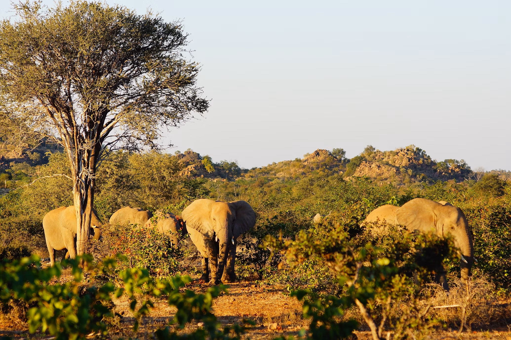 Elephants cambodia